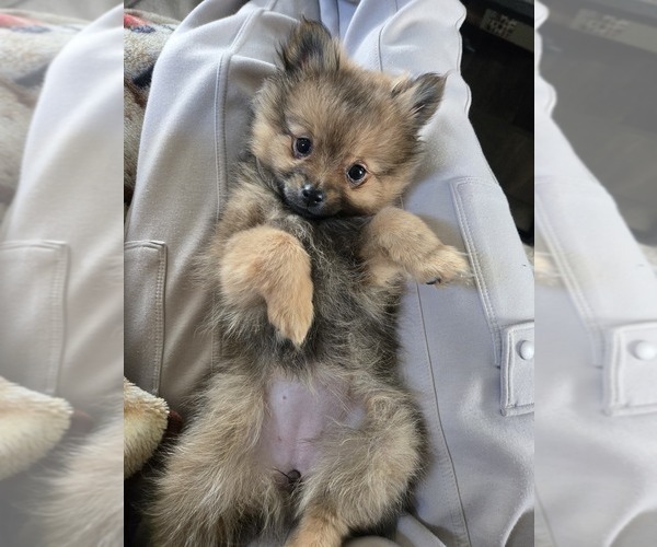 Medium Photo #5 Pomeranian Puppy For Sale in BRONSON, MI, USA