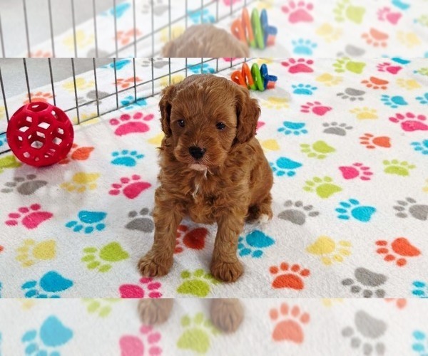 Medium Photo #10 Cavapoo mix (+ Poodle Miniature) Puppy For Sale in ORO VALLEY, AZ, USA
