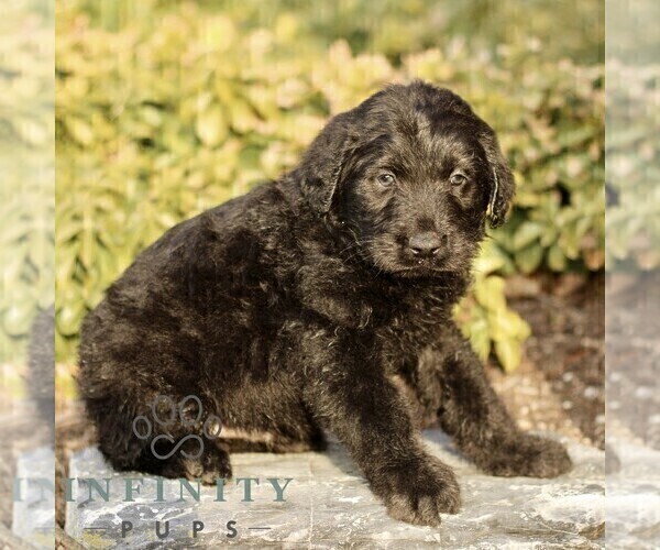 Medium Photo #3 Labradoodle Puppy For Sale in RONKS, PA, USA