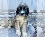 Small #3 Aussiedoodle