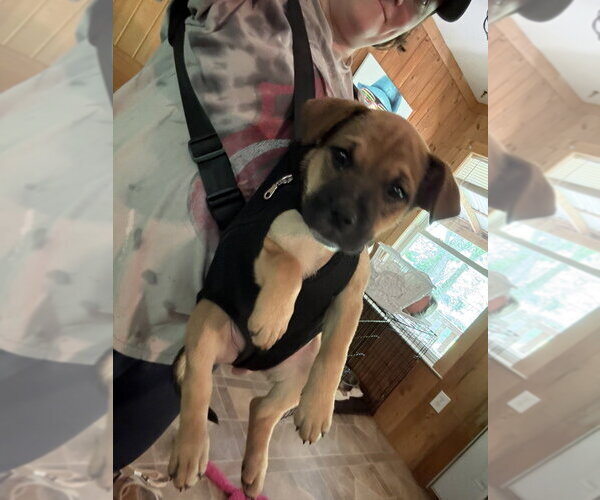 Medium Photo #3 Mutt Puppy For Sale in Brewster, NY, USA
