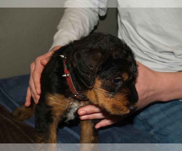 Medium Photo #4 Airedale Terrier Puppy For Sale in CHARLESTOWN, IN, USA