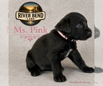 Puppy Ms Pink Labrador Retriever