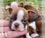 Small Photo #8 Boston Terrier Puppy For Sale in LOS ANGELES, CA, USA