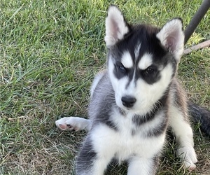 Siberian Husky Puppy for sale in LAKE ZURICH, IL, USA