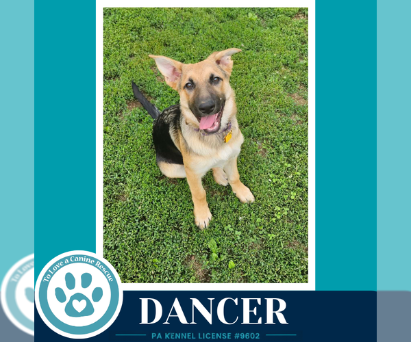 Medium Photo #9 German Shepherd Dog Puppy For Sale in Kimberton, PA, USA
