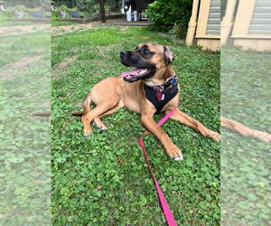 Labrador Retriever-Unknown Mix Dogs for adoption in Springdale, PA, USA