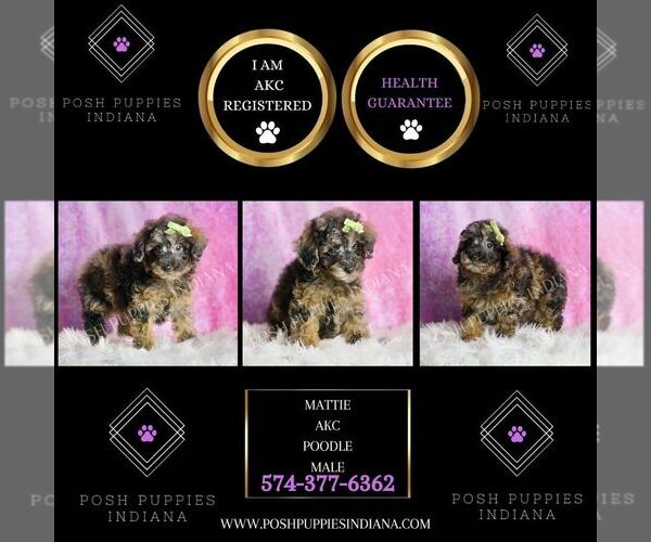 Medium Photo #65 Poodle (Toy) Puppy For Sale in WARSAW, IN, USA