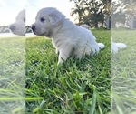 Small Photo #6 Great Pyrenees-Newfoundland Mix Puppy For Sale in ORLANDO, FL, USA