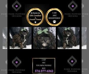 Poodle (Toy) Puppy for sale in WARSAW, IN, USA
