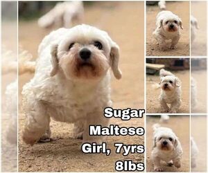 Maltese Dogs for adoption in Seattle, WA, USA