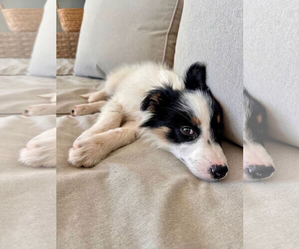 Medium Photo #3 Australian Shepherd-Unknown Mix Puppy For Sale in Newport Beach, CA, USA