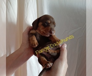 Dachshund Puppy for sale in CUTLER BAY, FL, USA
