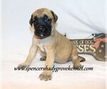 Small #1 Mastiff