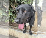 Small #3 Labrador Retriever Mix