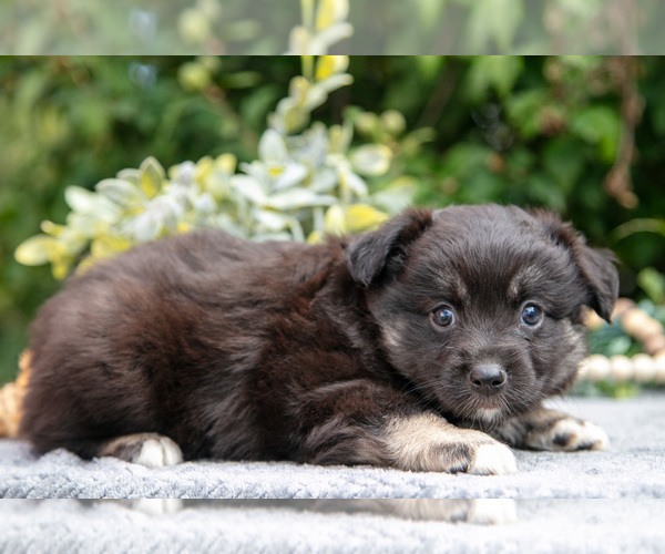 Medium Photo #2 Miniature Australian Shepherd Puppy For Sale in DELTA, PA, USA
