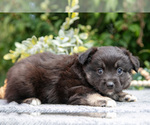 Small #1 Miniature Australian Shepherd