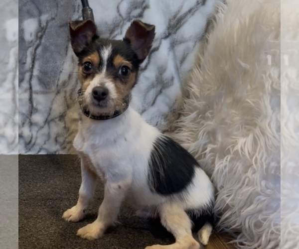 Medium Photo #4 Jack Chi Puppy For Sale in MOUNT CARMEL, PA, USA