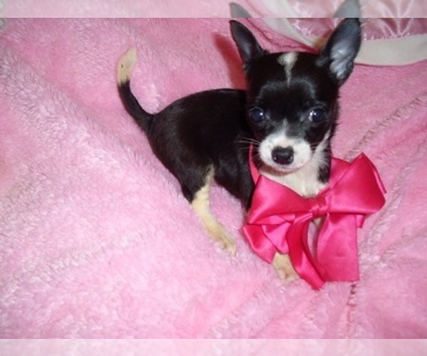 Medium Photo #4 Chihuahua Puppy For Sale in JACKSON, MS, USA