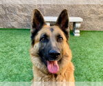 PENNY - Female German Shepherd Dog-Unknown Mix Dog for Adoption - Small photo