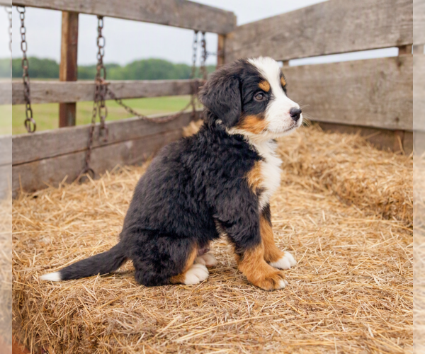 Medium Photo #4 Bernese Mountain Dog Puppy For Sale in DUNDEE, OH, USA
