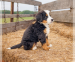 Small #3 Bernese Mountain Dog