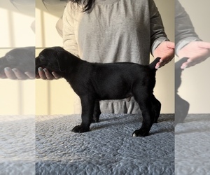 Cane Corso Puppy for Sale in RUCKERSVILLE, Virginia USA
