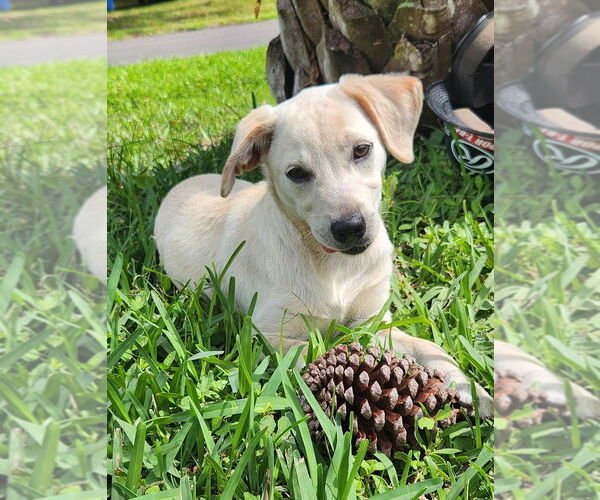 Medium Photo #1 Labrador Retriever-Unknown Mix Puppy For Sale in St. Augustine, FL, USA
