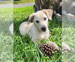 Small Labrador Retriever Mix