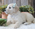 Small Photo #8 Goldendoodle Puppy For Sale in HONEY BROOK, PA, USA