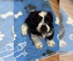 Small Photo #22 Schnauzer (Miniature) Puppy For Sale in PFLUGERVILLE, TX, USA