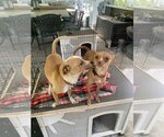 Small Photo #4 Pharaoh Hound-Unknown Mix Puppy For Sale in Santa Clarita, CA, USA