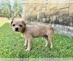 Small #3 Mutt