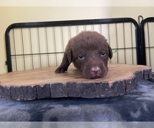 Chesapeake Bay Retriever Puppy for sale in HOMER, NY, USA