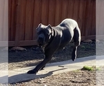 Small #22 Cane Corso
