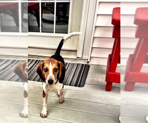 Medium Photo #5 Beagle Puppy For Sale in Columbus, OH, USA