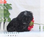 Small #1 Shih Tzu
