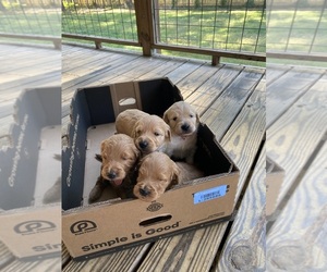 Goldendoodle Puppy for Sale in PICKENS, South Carolina USA
