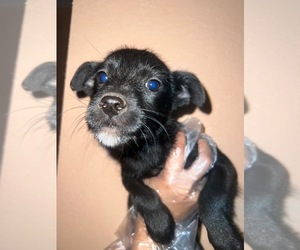 Mutt Dogs for adoption in WAPATO, WA, USA