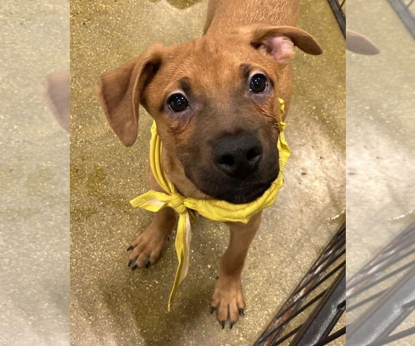 Medium Photo #1 Boxer-Texas Heeler Mix Puppy For Sale in El Centro, CA, USA