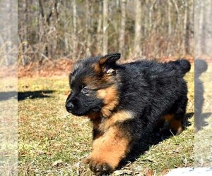 German Shepherd Dog Puppy for sale in MC KEE, KY, USA