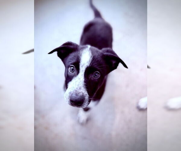 Medium Photo #1 Mutt Puppy For Sale in Oak Bluffs, MA, USA