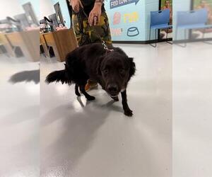 Shepradors Dogs for adoption in Temple, TX, USA