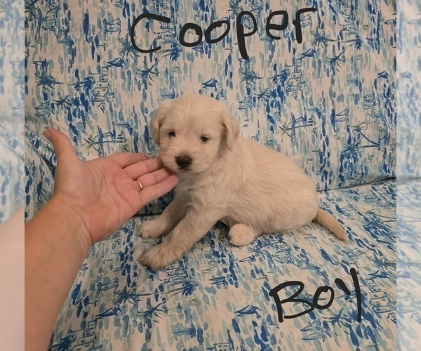 Medium Photo #38 Chizer Puppy For Sale in MONTEZUMA, GA, USA