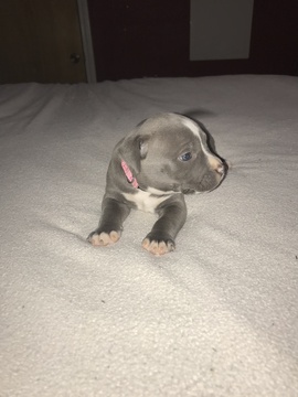 Medium Photo #1 American Bully Puppy For Sale in HUFFMAN, TX, USA
