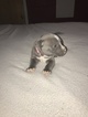 Small Photo #1 American Bully Puppy For Sale in HUFFMAN, TX, USA