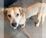 Small Labrador Retriever Mix