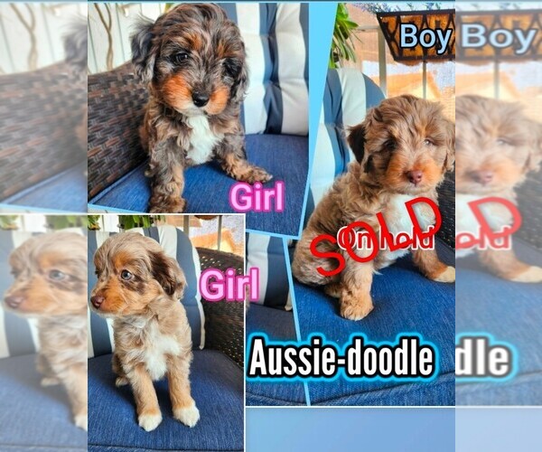 Medium Photo #1 Aussie-Poo Puppy For Sale in CANYON LAKE, CA, USA