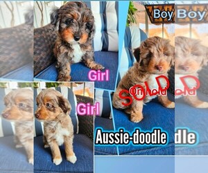 Aussie-Poo Puppy for sale in CANYON LAKE, CA, USA