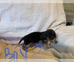 Small Photo #3 Beagle Puppy For Sale in LAFAYETTE, IN, USA